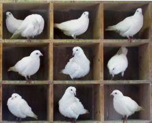 pigeon hole professional professionele bureaucratie weggeman mintzberg